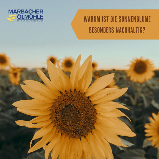 Warum ist die Sonnenblume besonders nachhaltig?