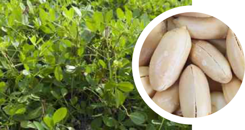 Sample peanut oil, cold-pressed, organic