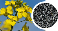 Sample rapeseed oil, cold-pressed, conventional