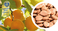 Sample Apricot kernel oil, cold-pressed, organic